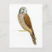 Kestrel 2011 briefkaart (Voorkant)