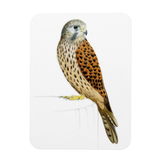 Kestrel 2011 magneet (Verticaal)