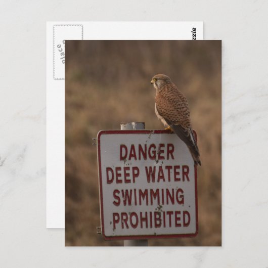 Kestrel Briefkaart (Voorkant / Achterkant)