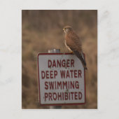 Kestrel Briefkaart (Voorkant)