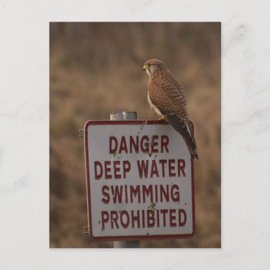 Kestrel Briefkaart (Voorkant)