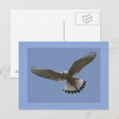 Kestrel Briefkaart (Voorkant / Achterkant)