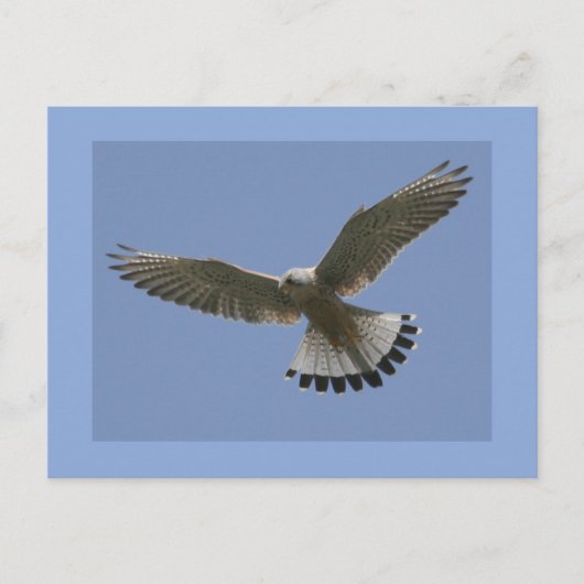 Kestrel Briefkaart (Voorkant)
