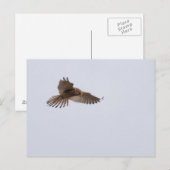 Kestrel Briefkaart (Voorkant / Achterkant)