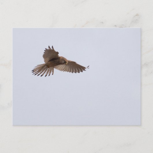 Kestrel Briefkaart (Voorkant)