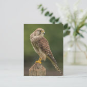Kestrel Briefkaart (Staand voorkant)