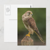 Kestrel Briefkaart (Voorkant / Achterkant)