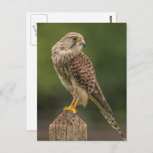 Kestrel Briefkaart (Voorkant / Achterkant)