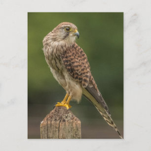 Kestrel Briefkaart