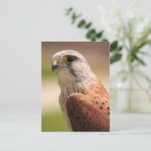 Kestrel Briefkaart (Staand voorkant)