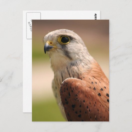 Kestrel Briefkaart (Voorkant / Achterkant)
