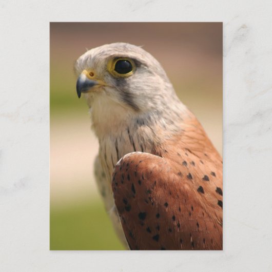 Kestrel Briefkaart (Voorkant)