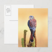 Kestrel, Falco sparverius, Inheems voor de VS en C Briefkaart (Voorkant / Achterkant)