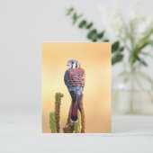 Kestrel, Falco sparverius, Inheems voor de VS en C Briefkaart (Staand voorkant)