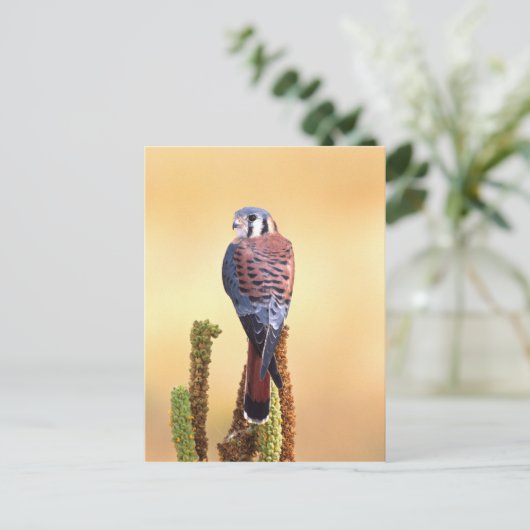 Kestrel, Falco sparverius, Inheems voor de VS en C Briefkaart (Staand voorkant)