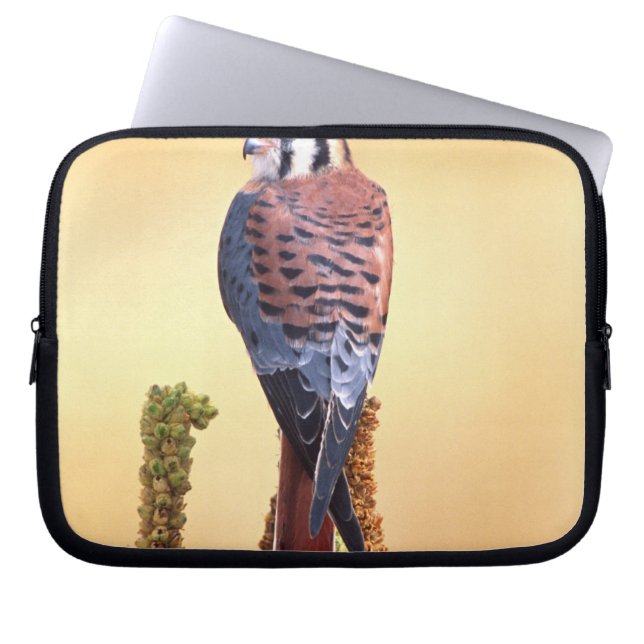 Kestrel, Falco sparverius, Inheems voor de VS en C Laptop Sleeve (Voorkant)