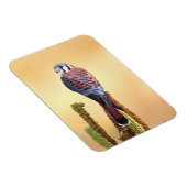 Kestrel, Falco sparverius, Inheems voor de VS en C Magneet (Rechterzijde)