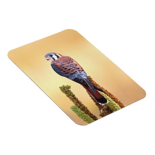 Kestrel, Falco sparverius, Inheems voor de VS en C Magneet (Rechterzijde)