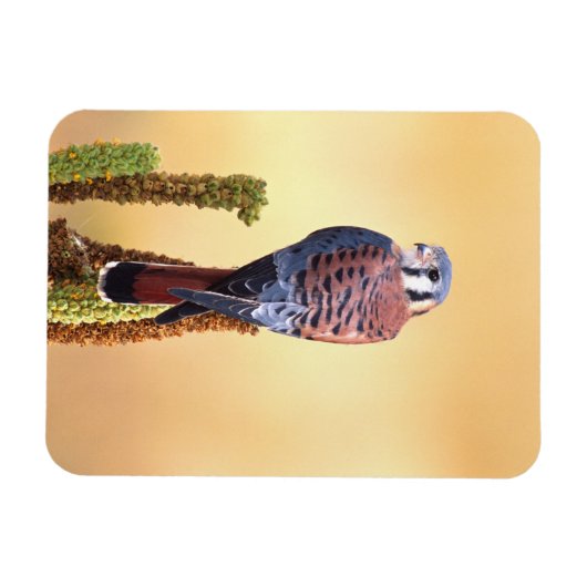 Kestrel, Falco sparverius, Inheems voor de VS en C Magneet (Horizontaal)