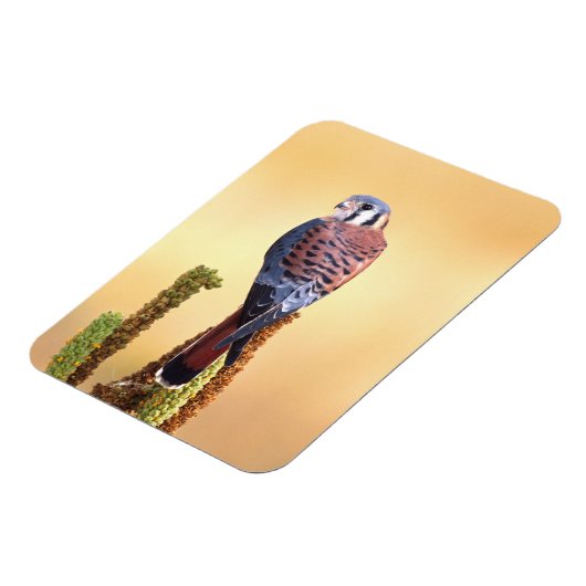 Kestrel, Falco sparverius, Inheems voor de VS en C Magneet (Linkerzijde)