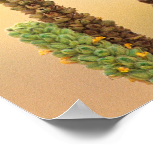 Kestrel, Falco sparverius, Inheems voor de VS en C Poster (Hoek)