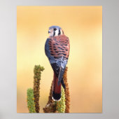 Kestrel, Falco sparverius, Inheems voor de VS en C Poster (Voorkant)