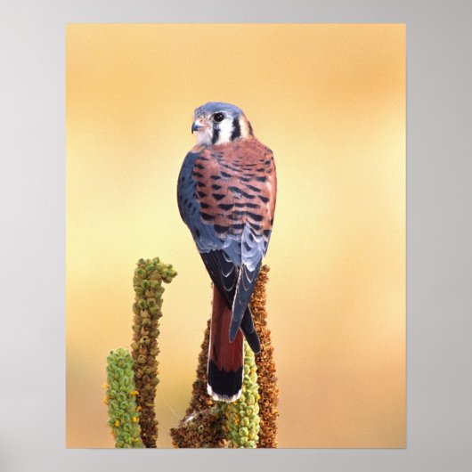 Kestrel, Falco sparverius, Inheems voor de VS en C Poster (Voorkant)
