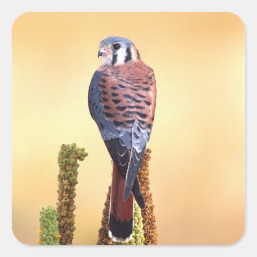 Kestrel, Falco sparverius, Inheems voor de VS en C Vierkante Sticker (Voorkant)