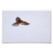Kestrel Foto Afdruk (Voorkant)