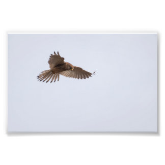 Kestrel Foto Afdruk