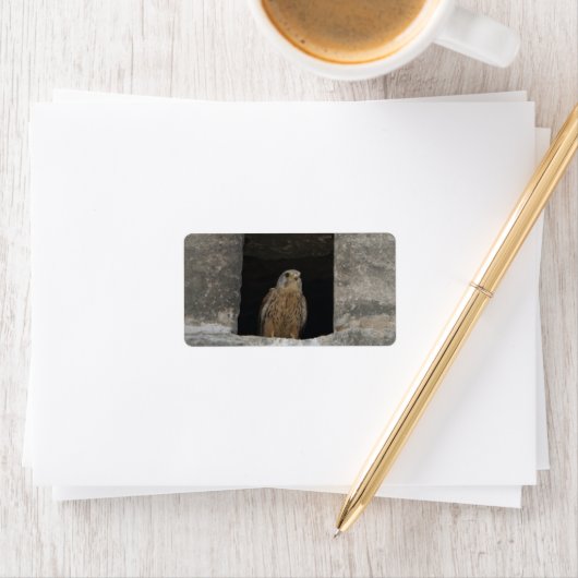 Kestrel in a small wall opening in the old church  etiket (Insitu)