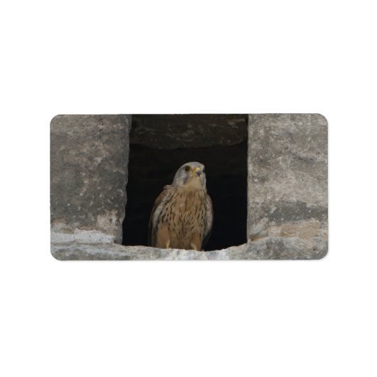 Kestrel in a small wall opening in the old church etiket (Voorkant)