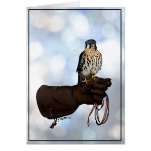 Kestrel op Glove Illustration