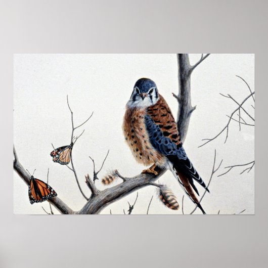 Kestrel Poster (Voorkant)