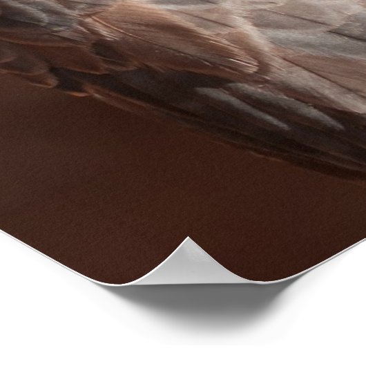 Kestrel Poster (Hoek)