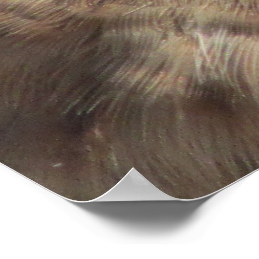 Kestrel Poster (Hoek)