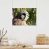 Kestrel Poster (Keuken)