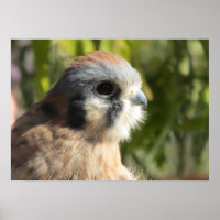 Kestrel Poster