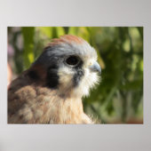 Kestrel Poster (Voorkant)