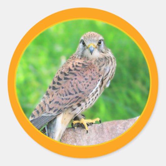 Kestrel Sticker (Voorkant)