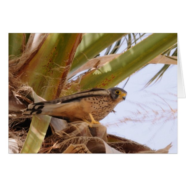 Kestrel, Turmfalke, falco tinnunculus (Voorkant Horizontaal)