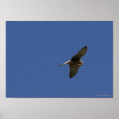 Kestrel, Turmfalke, falco tinnunculus Poster (Voorkant)