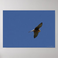 Kestrel, Turmfalke, falco tinnunculus