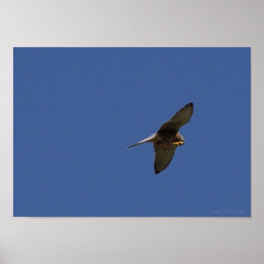 Kestrel, Turmfalke, falco tinnunculus Poster (Voorkant)