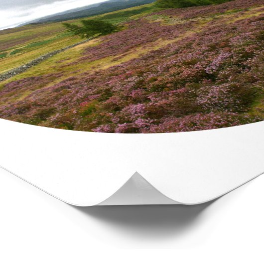Keswick Lake District Hike Fields of Heather Foto Poster (Hoek)