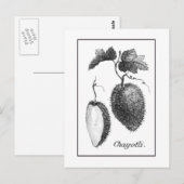  kettingkaart briefkaart (Voorkant / Achterkant)