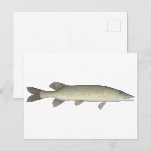 kettingpikel briefkaart (Voorkant / Achterkant)