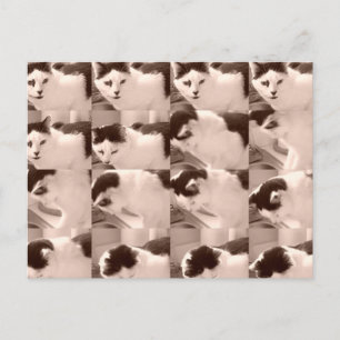 keukat/zwart/witte foto briefkaart