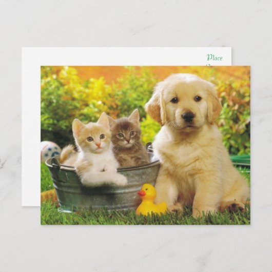 Keuken- en goudkoorts Puppy Dog Blank Briefkaart (Voorkant / Achterkant)