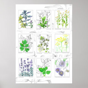 Keuken Kruiden Botanische Kunst Geneeskrachtige Pl Poster